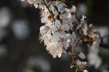 Kirschbaum