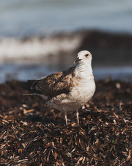 Möve sitzt am Strand