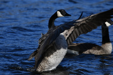 Geese on a Lake