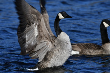 Geese on a Lake