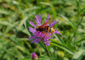 Fototapeta premium Fruchtfliege