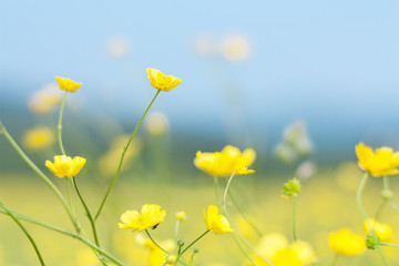 Fototapeta premium Buttercups fields with soft focus, bokeh and diffused background in a summer meadow