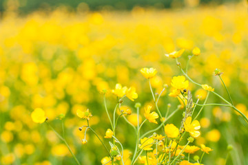 Buttercups fields with soft focus, bokeh and diffused background in a summer meadow