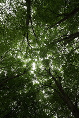 Tree canopy in London's Highgate Woods - 232317056