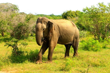 Fototapeta premium Wild elephant in Sri Lanka
