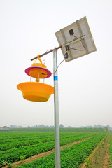 Solar panels and insecticidal lamp