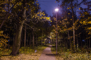 Fototapeta premium Mystical trail in the night forest in the park with glowing lanterns. Landscape of night park in the autumn.