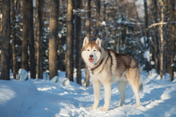 Portrait of Siberian Husky standing in the winter forest at sunset. Husky dog is on the snow on the trees background