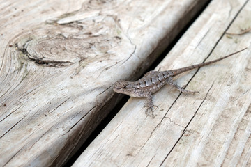 a cute little lizard on the wooden deck with bokeh effect.