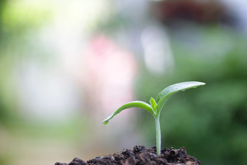 Young green plant growing