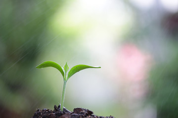 Young green plant growing