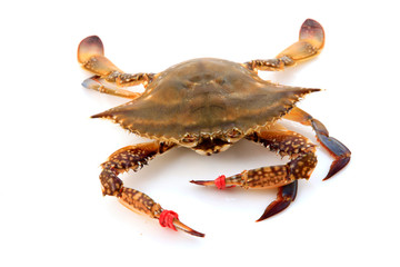 fresh crab on a white background