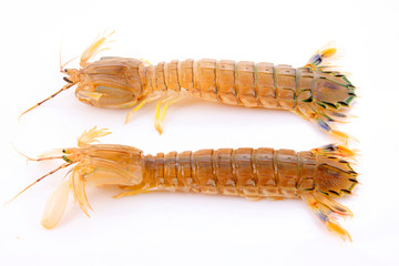 Fresh mantis shrimp on a white background