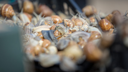 schnecken auf dem Markt