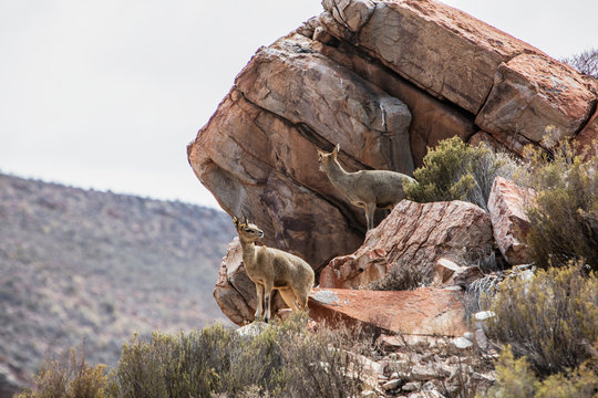 Pair of Klipspringer (Oreotragus) on rocks, Touws River, Western Cape, South Africa