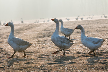 Gans auf Feld