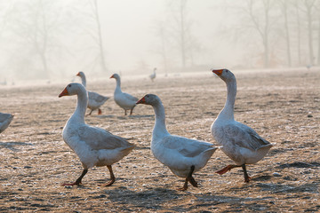 Gans auf Feld