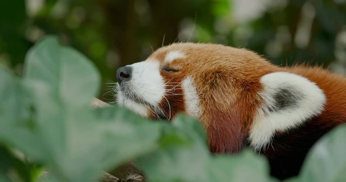 Red Panda sleep on the tree