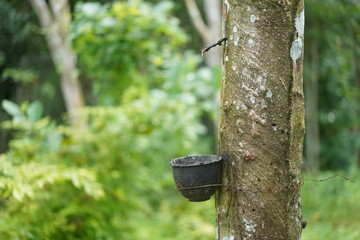 Rubber tree garden in south of Thailand