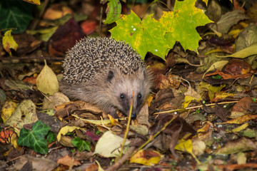Hedgehog walking in a garden among foliage in autumn