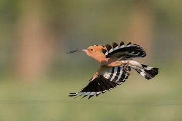 Hoopoe in flight (Upupa epops) © szczepank
