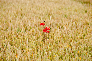 One single red poppy in a field of barley