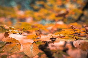 Autumn leaves in forest