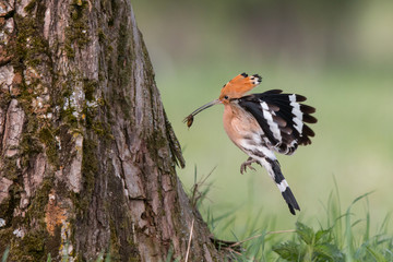 Hoopoe in flight (Upupa epops)