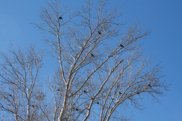 Fototapeta na wymiar crows on the tree