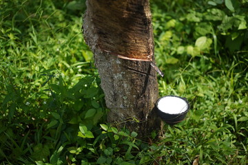 Rubber tree garden in south of Thailand