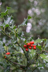 Holly leaves and red berries