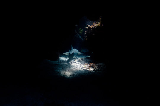 Shark between reefs in darkness