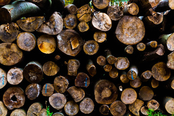 Pila de troncos para leña en el campo. canvas fondo madera