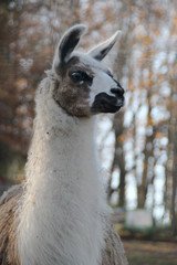 portrait of lama