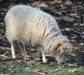 sheep on farm