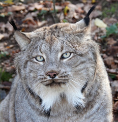 Fototapeta premium portrait of a lynx