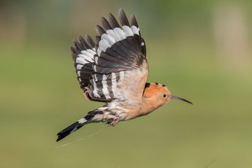 Hoopoe in flight (Upupa epops) © szczepank