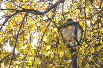 farola entre ramas y flores amarillas de un parque