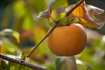Kaki fruit sur son arbre (Diospyros kaki) en automne