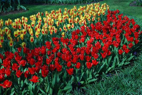 Tulips Stresa and Tulipa Kaufmanniana Showwinner grown in the park.  Spring time in Netherlands. 