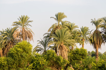 Fototapeta na wymiar Trees around Nile