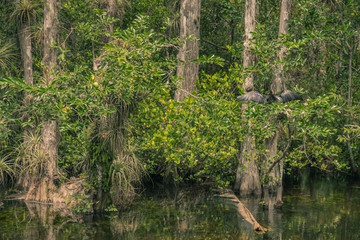 Scenic Drive Cypress National Preserve, Everglades National Park, Florida, USA - July 18, 2018: Black bird drying its wings perched on a branch in a lagoon