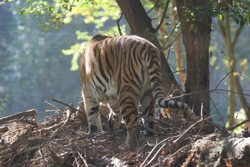 Fototapeta na wymiar tigre d'asie