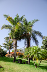Fototapeta na wymiar large palms in a park, blue sky