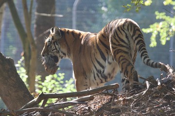 tigre d'asie