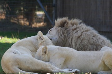 lions blancs