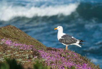 Western Gull on Flowers by the Sea