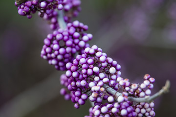 Bodinier's Beautyberry Fruits in Autumn