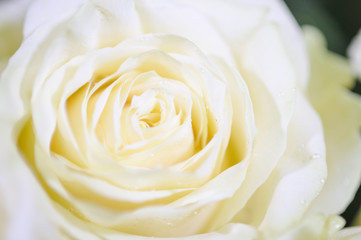 Delicate white roses.