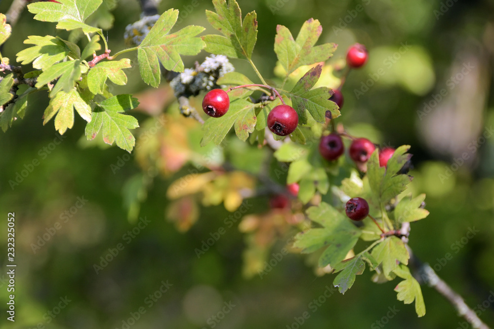 Wall mural big red autumn wild berries on a branch with green leaves on front and blurred background